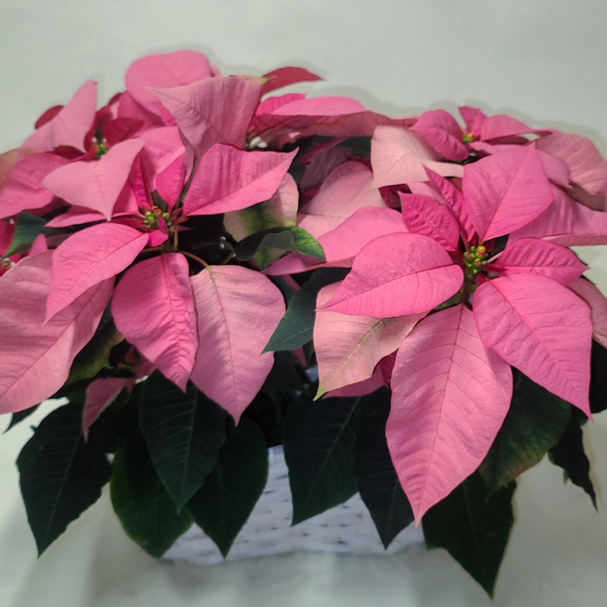 Pink Poinsettia Basket