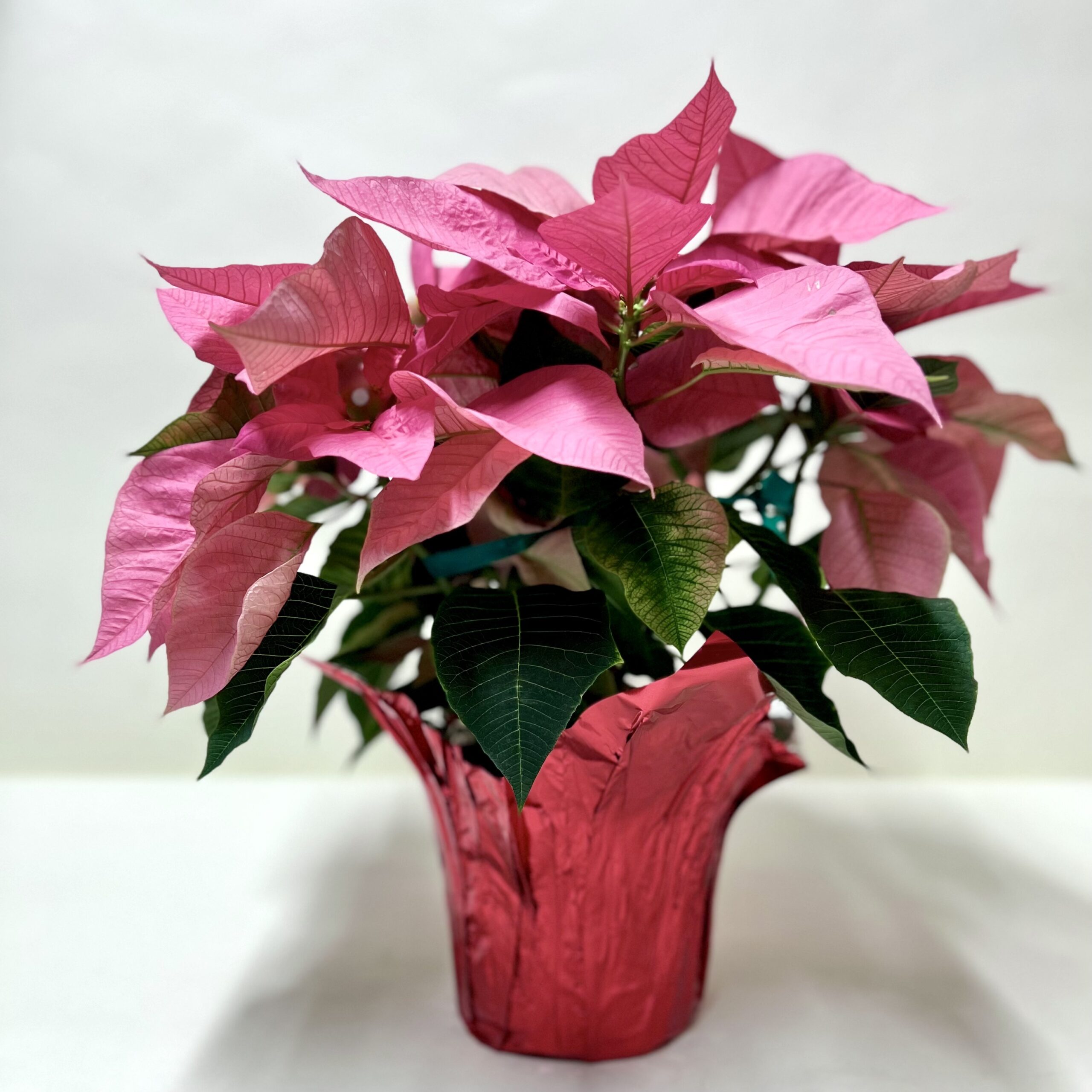 Pink poinsettia wrapped in a seasonal paper