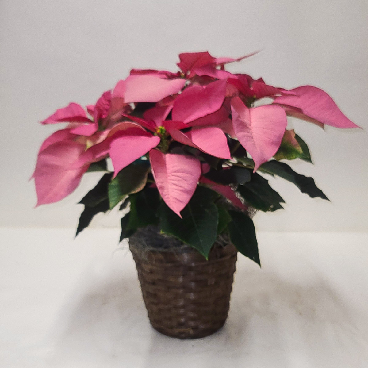 Pink Poinsettia Basket