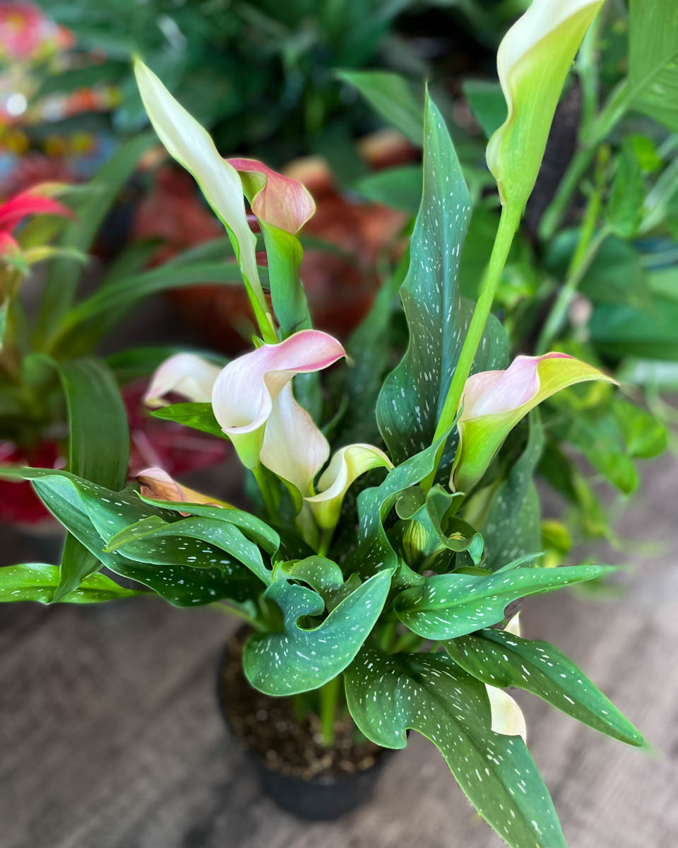Potted Calla Lily Plant from Annaville Florist