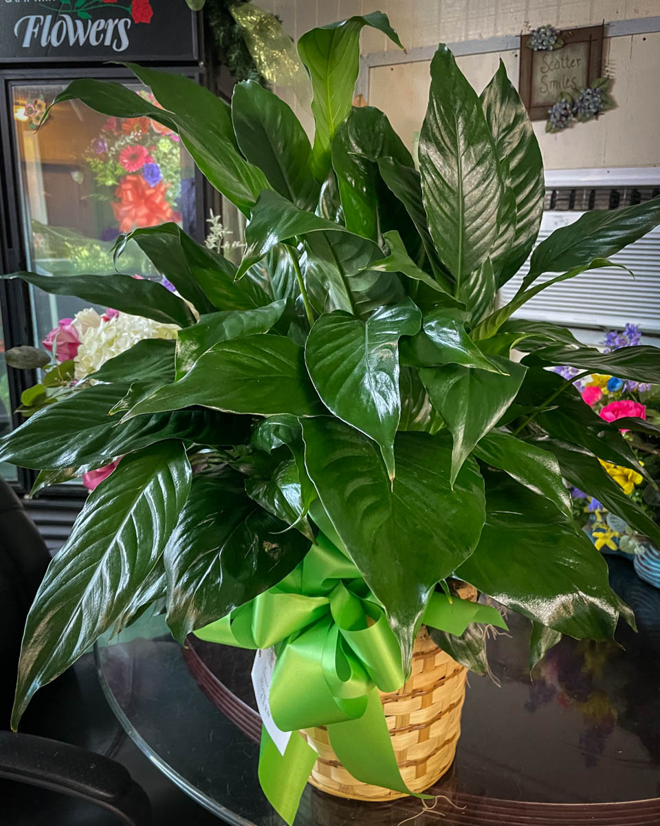 Peace Lily from Annaville Florist