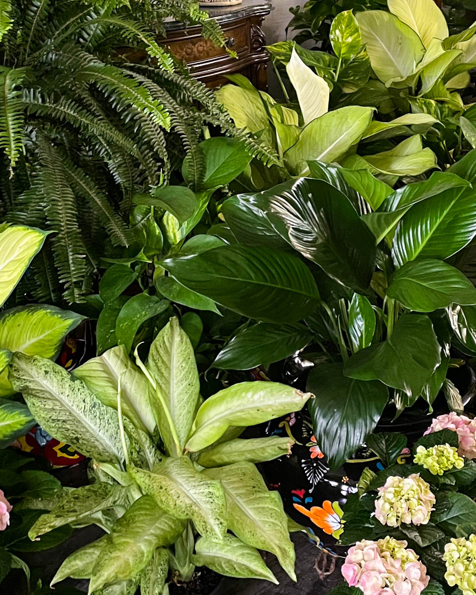 House plants from Annaville Florist