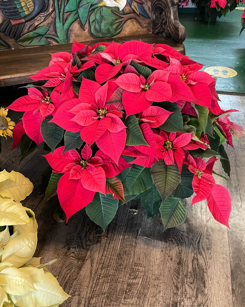 Christmas Poinsettia from Annaville Florist
