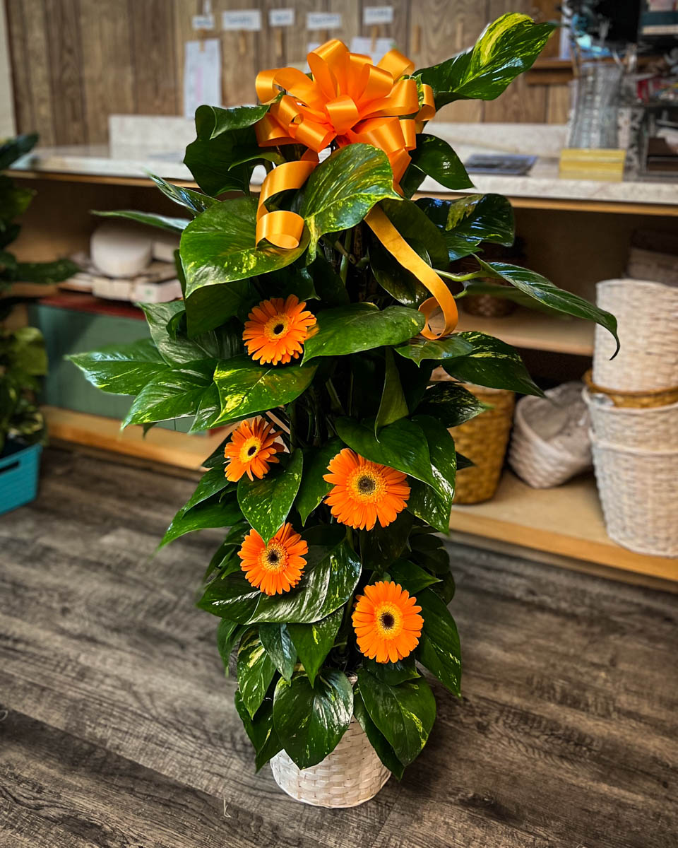 Post Ivy with Fresh Orange Gerbera Daisies by Annaville Florist